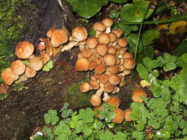  Image name: armillaria_mellea2.jpg 
 width: 600 pixel 
 height: 450 pixel 
 Size: 44968 bytes 
 Click to enlarge 